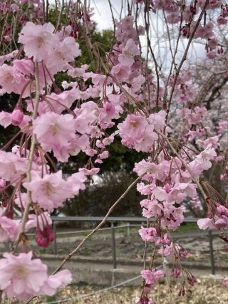「マーくん」さんからの投稿写真＠長峰公園
