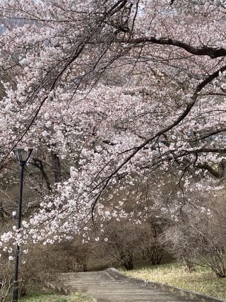 「マーくん」さんからの投稿写真＠長峰公園