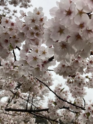 「旅人マーくん②」さんからの投稿写真＠長峰公園
