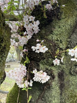 「桜だいすきマーくん③」さんからの投稿写真＠長峰公園