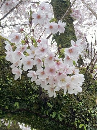 「桜だいすきマーくん③」さんからの投稿写真＠長峰公園