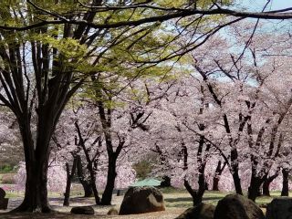 「桜大好きサチコ」さんからの投稿写真＠長峰公園