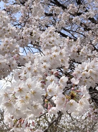 「今日ひとり旅中のマーくん」さんからの投稿写真＠長峰公園