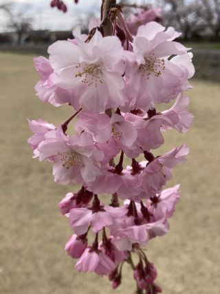 「今日ひとり旅中のマーくん」さんからの投稿写真＠長峰公園