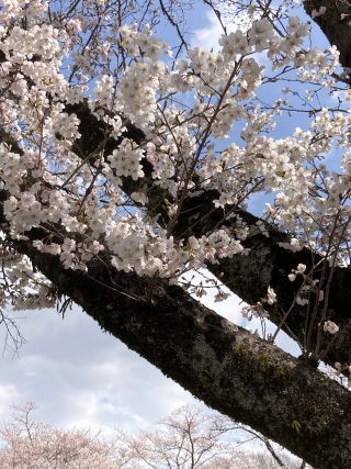 「桜好きマーくん」さんからの投稿写真＠長峰公園