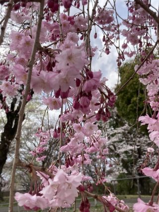 「桜好きマーくん」さんからの投稿写真＠長峰公園