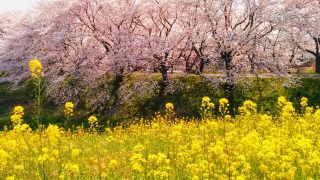 「アツシ」さんからの投稿写真＠さくら堤公園