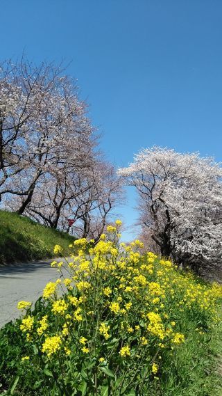 「アツシ」さんからの投稿写真＠さくら堤公園