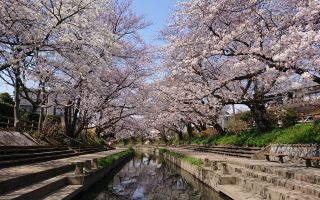 「空旅」さんからの投稿写真＠元荒川の桜並木（鴻巣市）