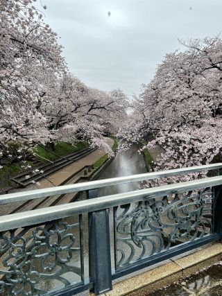 「なおまき」さんからの投稿写真＠元荒川の桜並木（鴻巣市）