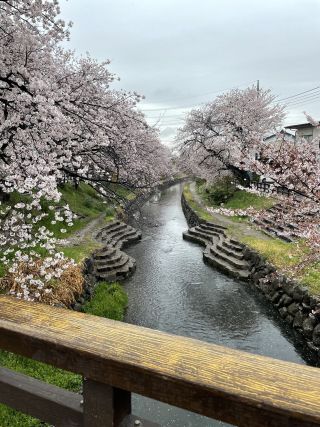 「なおまき」さんからの投稿写真＠元荒川の桜並木（鴻巣市）