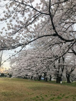 「みのりん♪」さんからの投稿写真＠伊奈町無線山桜並木