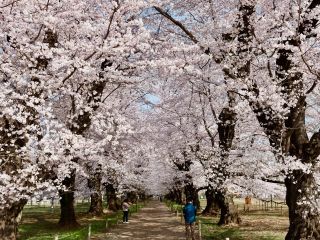 「Kazsek」さんからの投稿写真＠伊奈町無線山桜並木