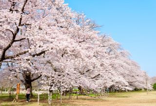 「Kazsek」さんからの投稿写真＠伊奈町無線山桜並木