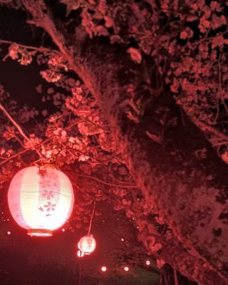 「アツシ」さんからの投稿写真＠さくらの山公園（越生町）