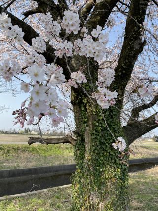 「はみだしっこ」さんからの投稿写真＠新江の桜並木