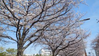 「アキちゃん」さんからの投稿写真＠水元公園