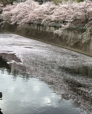 「ミケネコ」さんからの投稿写真＠江戸川公園