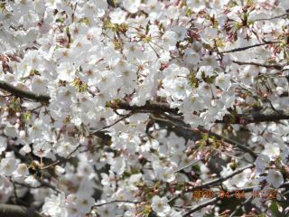「司郎」さんからの投稿写真＠さぎしま 塔の峰千本桜