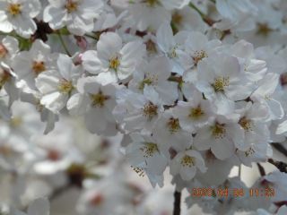「司郎」さんからの投稿写真＠さぎしま 塔の峰千本桜
