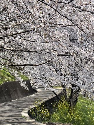 「梅星」さんからの投稿写真＠さぎしま 塔の峰千本桜