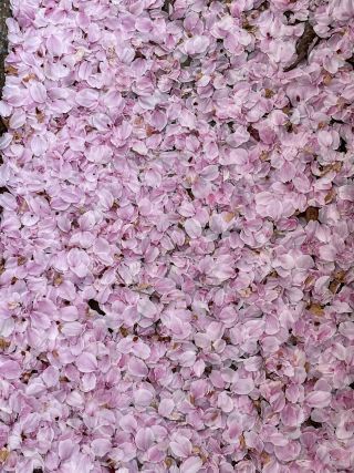 「梅星」さんからの投稿写真＠さぎしま 塔の峰千本桜
