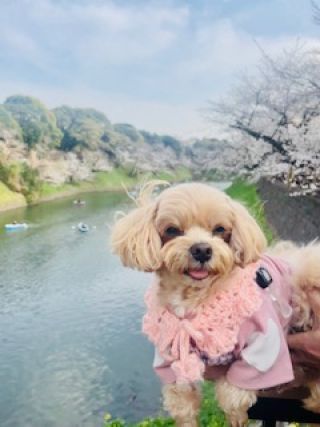 「SORA」さんからの投稿写真＠千鳥ヶ淵緑道