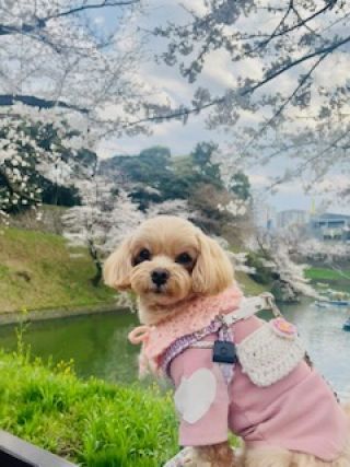 「SORA」さんからの投稿写真＠千鳥ヶ淵緑道