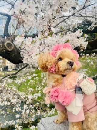 「SORA」さんからの投稿写真＠千鳥ヶ淵緑道