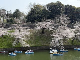 「みっち」さんからの投稿写真＠千鳥ヶ淵緑道