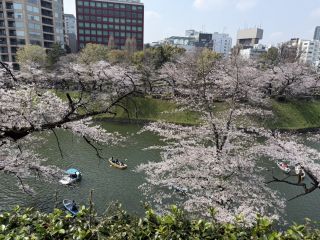 「みっち」さんからの投稿写真＠千鳥ヶ淵緑道