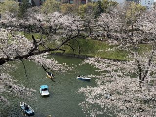 「みっち」さんからの投稿写真＠千鳥ヶ淵緑道