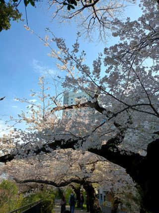 「めがねさん」さんからの投稿写真＠外濠公園