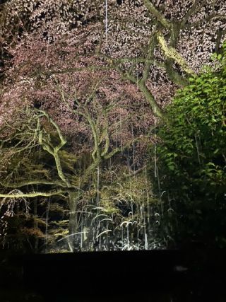 「のぞみ」さんからの投稿写真＠秩父宮記念公園（御殿場桜まつり）