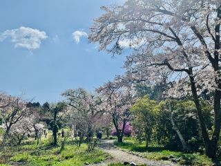 「ぱくぱくさん」さんからの投稿写真＠御殿場桜まつり