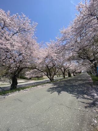 「Venus」さんからの投稿写真@風車街道