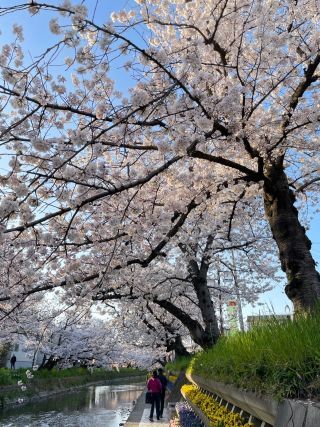 「DON DOM」さんからの投稿写真＠【開催中止】岩倉桜まつり