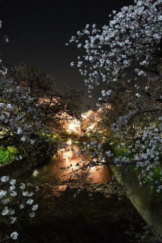 「DON DOM」さんからの投稿写真＠【開催中止】岩倉桜まつり