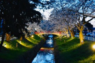 「HIDEPON」さんからの投稿写真＠唐沢川の桜堤（ふかや桜まつり）