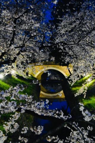 「HIDEPON」さんからの投稿写真＠唐沢川の桜堤（ふかや桜まつり）