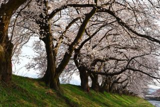「Tooru」さんからの投稿写真＠あさひ舟川「春の四重奏」