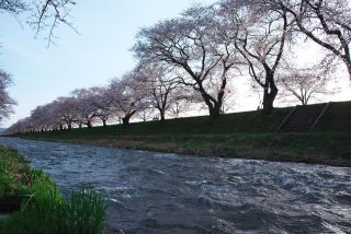 「Tooru」さんからの投稿写真＠あさひ舟川「春の四重奏」
