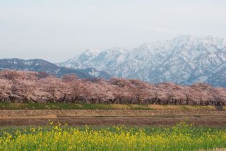 「Tooru」さんからの投稿写真＠あさひ舟川「春の四重奏」