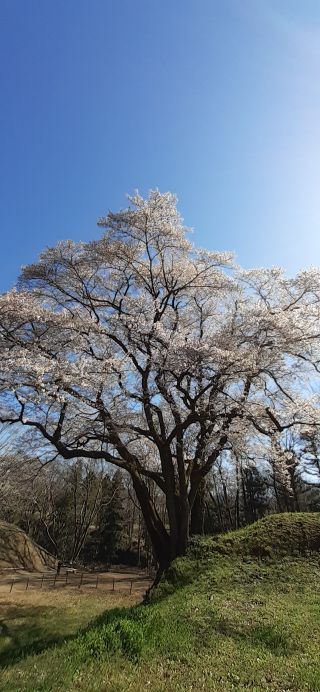 「ななせ」さんからの投稿写真＠鉢形城の桜・エドヒガン（氏邦桜）