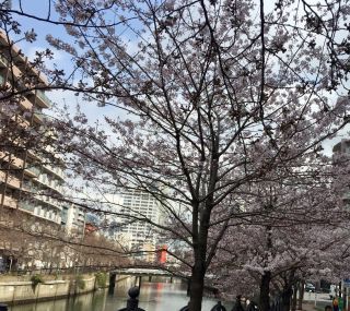 「あっちゃん」さんからの投稿写真＠大岡川桜まつり