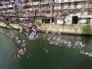 「あっちゃん」さんからの投稿写真＠大岡川桜まつり