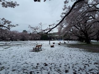 「按針」さんからの投稿写真＠小金井公園