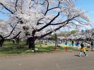 「按針」さんからの投稿写真＠小金井公園