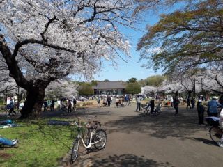 「按針」さんからの投稿写真＠小金井公園