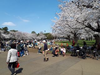 「按針」さんからの投稿写真＠小金井公園